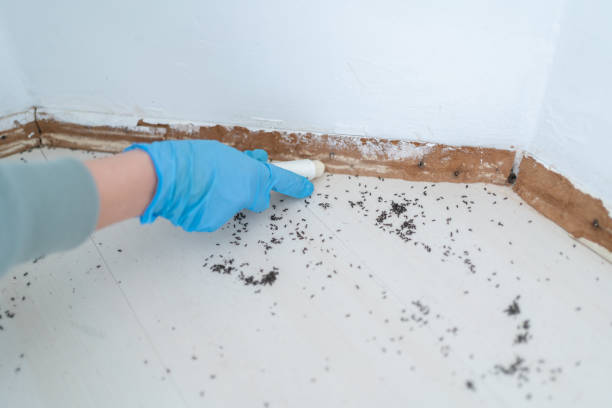 Best Pest Control for Multi-Family Homes  in Cadillac, MI